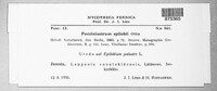 Pucciniastrum epilobii image